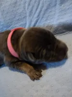 Fuschia collar girl, a female German Shepherd Dog for sale in St. Louis, MO – Photo 1 of 2