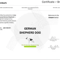 Silver Sable girl, a female German Shepherd Dog for sale in St. Louis, MO – Photo 7 of 8