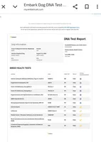 Baby girl, a  German Shepherd Dog for sale in St. Louis, MO – Photo 4 of 6