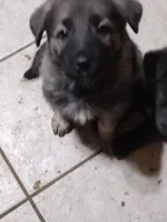 Silver Sable girl, a female German Shepherd Dog for sale in St. Louis, MO – Photo 4 of 8