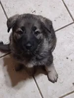 Silver Sable girl, a female German Shepherd Dog for sale in St. Louis, MO – Photo 3 of 8