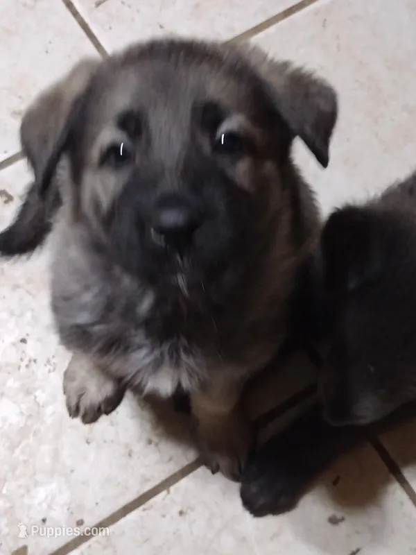 Silver Sable girl – German Shepherd Dog puppy for sale in St. Louis, MO