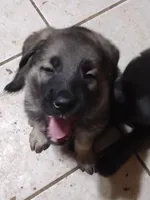 Silver Sable girl, a female German Shepherd Dog for sale in St. Louis, MO – Photo 2 of 8