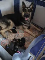 Baby girl, a  German Shepherd Dog for sale in St. Louis, MO – Photo 1 of 6