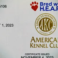 Silver Sable girl, a female German Shepherd Dog for sale in St. Louis, MO – Photo 8 of 8