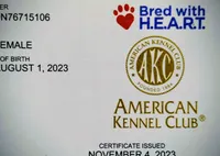 Baby girl, a  German Shepherd Dog for sale in St. Louis, MO – Photo 6 of 6