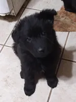 Solid black girl, a female German Shepherd Dog for sale in St. Louis, MO – Photo 2 of 7