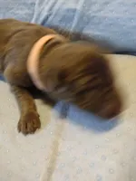 Tan Collar girl, a female German Shepherd Dog for sale in St. Louis, MO – Photo 4 of 4