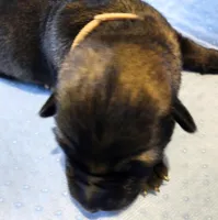 Tan Collar girl, a female German Shepherd Dog for sale in St. Louis, MO – Photo 2 of 4