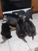 Solid black girl, a female German Shepherd Dog for sale in St. Louis, MO – Photo 3 of 4