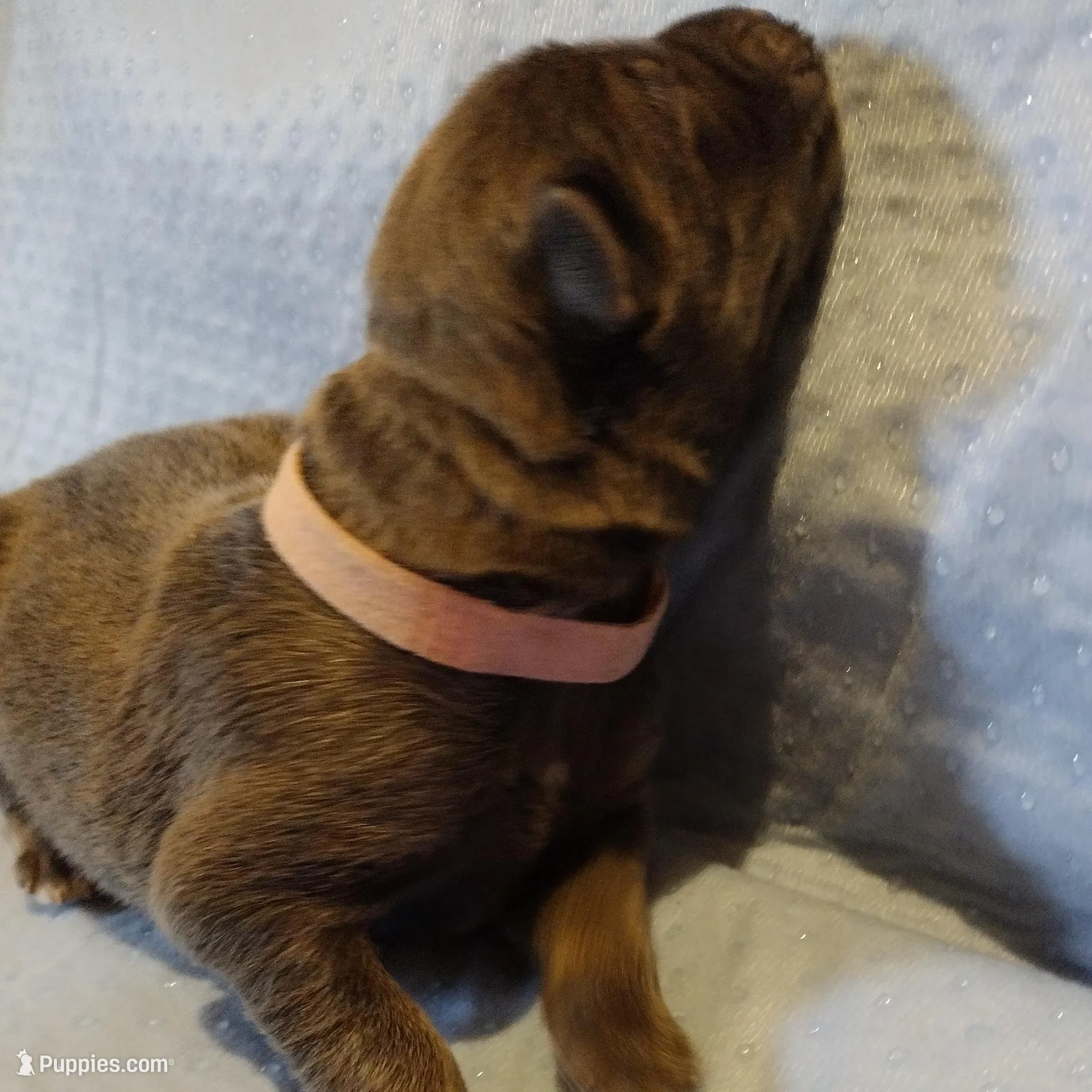 Tan Collar girl, a female German Shepherd Dog for sale in St. Louis, MO – Photo 3 of 4