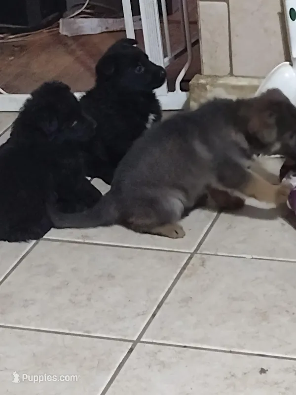 Solid black girl – German Shepherd Dog puppy for sale in St. Louis, MO