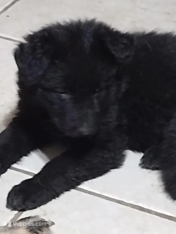 Solid black girl – German Shepherd Dog puppy for sale in St. Louis, MO