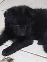 Solid black girl, a female German Shepherd Dog for sale in St. Louis, MO – Photo 1 of 7