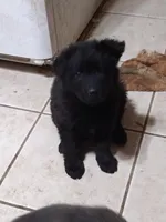 Solid black girl, a female German Shepherd Dog for sale in St. Louis, MO – Photo 3 of 7