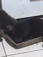 Solid black girl, a female German Shepherd Dog for sale in St. Louis, MO – Photo 4 of 4