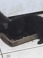 Solid black girl, a female German Shepherd Dog for sale in St. Louis, MO – Photo 2 of 4