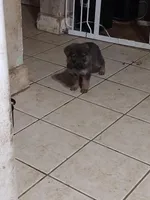 Blue Sable girl, a female German Shepherd Dog for sale in St. Louis, MO – Photo 2 of 2