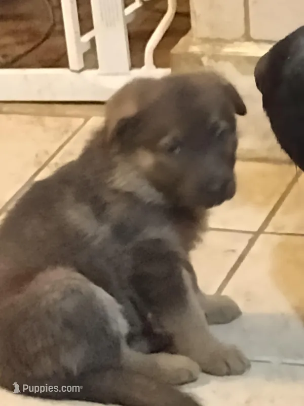 Blue Sable girl – German Shepherd Dog puppy for sale in St. Louis, MO