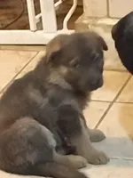 Blue Sable girl, a female German Shepherd Dog for sale in St. Louis, MO – Photo 1 of 2