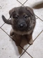 Blue Sable girl, a female German Shepherd Dog for sale in St. Louis, MO – Photo 3 of 3