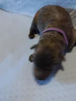 Purple girl, a female German Shepherd Dog for sale in St. Louis, MO – Photo 2 of 4