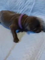 Purple girl, a female German Shepherd Dog for sale in St. Louis, MO – Photo 3 of 4