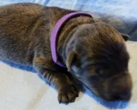 Purple girl, a female German Shepherd Dog for sale in St. Louis, MO – Photo 1 of 4