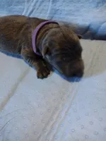 Purple girl, a female German Shepherd Dog for sale in St. Louis, MO – Photo 4 of 4