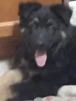 Shae Dee Lady, a female German Shepherd Dog for sale in St. Louis, MO – Photo 8 of 10