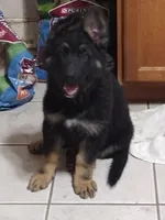 Shae Dee Lady, a female German Shepherd Dog for sale in St. Louis, MO – Photo 10 of 10