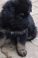 Shae Dee Lady, a female German Shepherd Dog for sale in St. Louis, MO – Photo 3 of 10