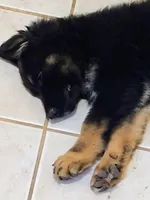 Shae Dee Lady, a female German Shepherd Dog for sale in St. Louis, MO – Photo 2 of 10