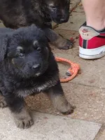 Shae Dee Lady, a female German Shepherd Dog for sale in St. Louis, MO – Photo 6 of 10