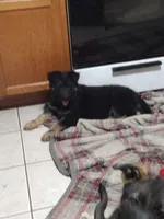 Shae Dee Lady, a female German Shepherd Dog for sale in St. Louis, MO – Photo 5 of 10