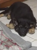 Shae Dee Lady, a female German Shepherd Dog for sale in St. Louis, MO – Photo 9 of 10