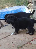 Shae Dee Lady, a female German Shepherd Dog for sale in St. Louis, MO – Photo 4 of 10