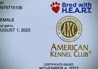 Shae Dee Lady, a female German Shepherd Dog for sale in St. Louis, MO – Photo 7 of 10