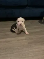 processed/38bac550-88bf-49b3-8c94-54a9e1a9d64d/listing/8fbc161b-c1f1-4c36-a928-b51aed4fd796/4574558a-2c05-42ed-a221-82e3415a42ee