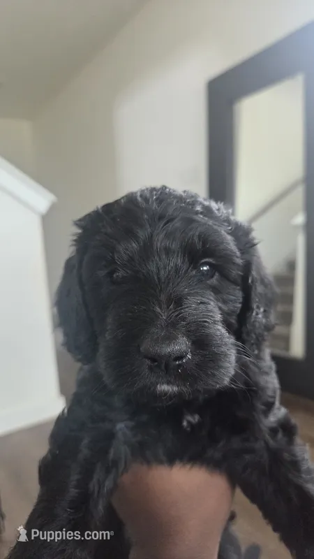 Sunday – Poodle - Standard , Double Doodle puppy for sale in Live Oak, TX
