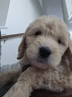 Lyra, a female Poodle - Standard  and Double Doodle for sale in Live Oak, TX – 2 of 2