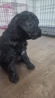 Sunday, a female Poodle - Standard  and Double Doodle for sale in Live Oak, TX – 3 of 3