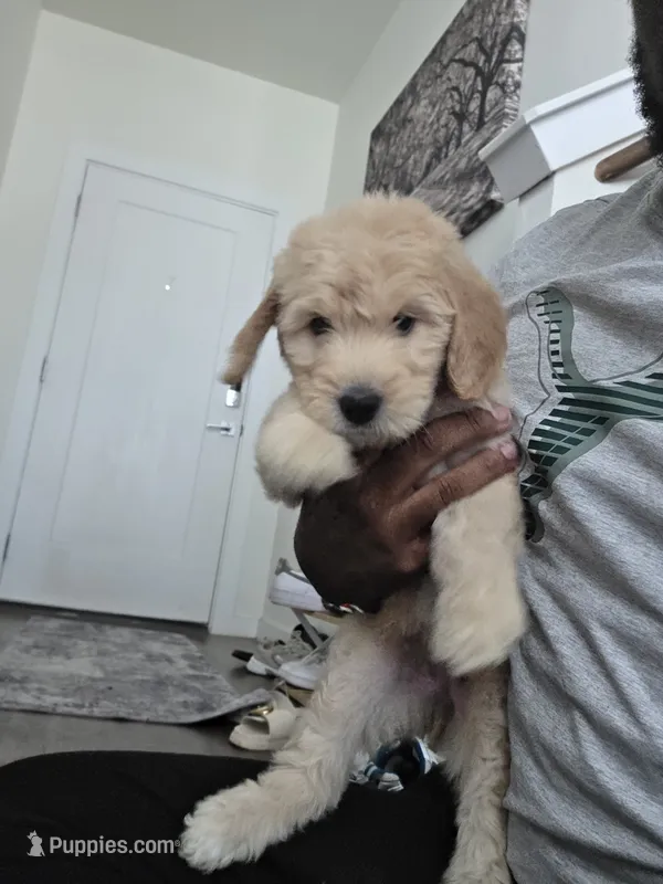 Lyra – Poodle - Standard , Double Doodle puppy on hold in Live Oak, TX