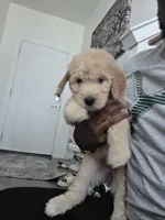 Lyra, a female Poodle - Standard  and Double Doodle for sale in Live Oak, TX – 1 of 2