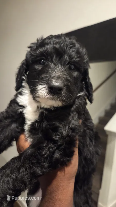 Layla – Poodle - Standard , Double Doodle puppy for sale in Live Oak, TX