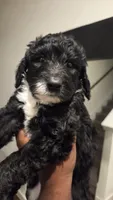 Layla, a female Poodle - Standard  and Double Doodle for sale in Live Oak, TX – 1 of 2