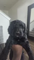 Sunday, a female Poodle - Standard  and Double Doodle for sale in Live Oak, TX – 2 of 3