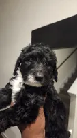 Layla, a female Poodle - Standard  and Double Doodle for sale in Live Oak, TX – 2 of 2