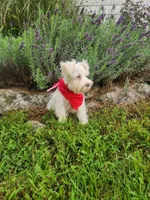 Mike , a male Miniature Schnauzer for sale in Beatrice, NE – 4 of 7