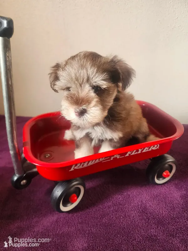 Tiny Chip – Miniature Schnauzer puppy for sale in Beatrice, NE